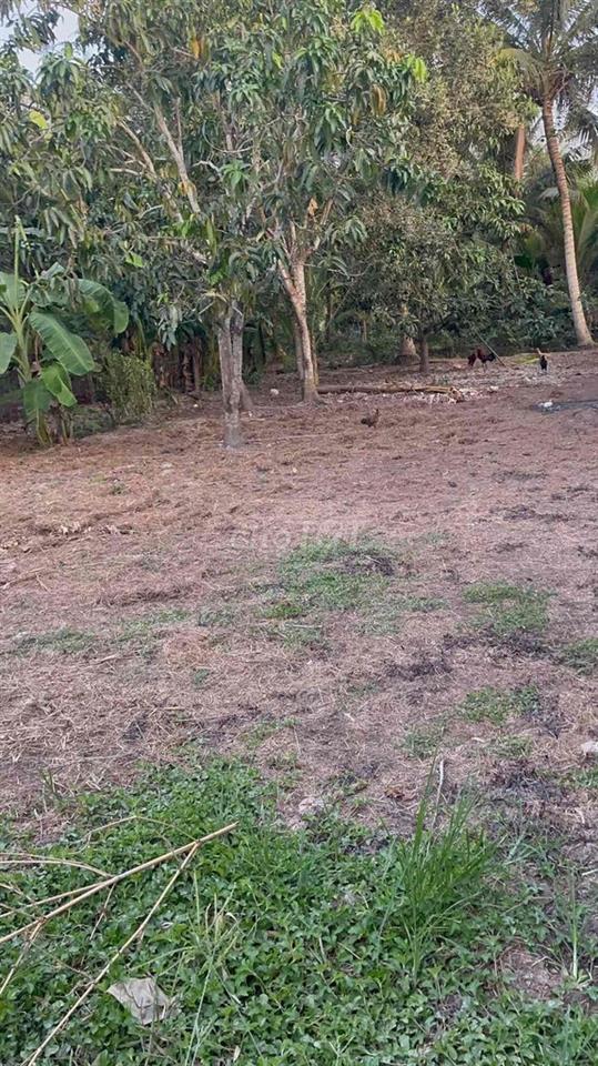 BÁN ĐẤT GIÁ RẺ  – PHỤNG HIỆP, HẬU GIANG