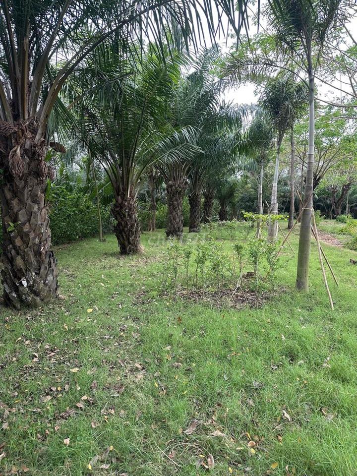 Đất nền kdc xay dung tu do