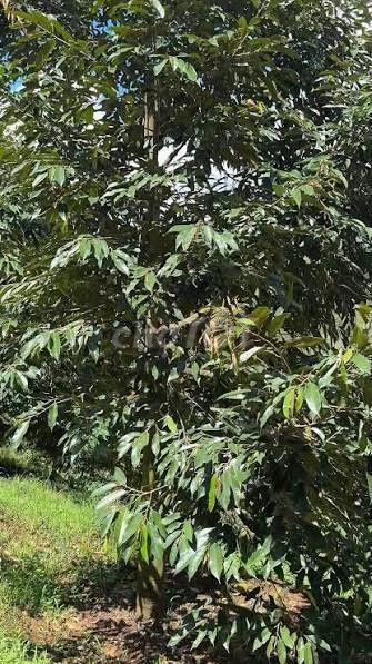 Bán Đất và Cây Trồng