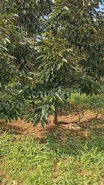 Bán Đất và Cây Trồng