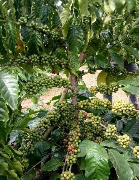 Bán Đất và Cây Trồng
