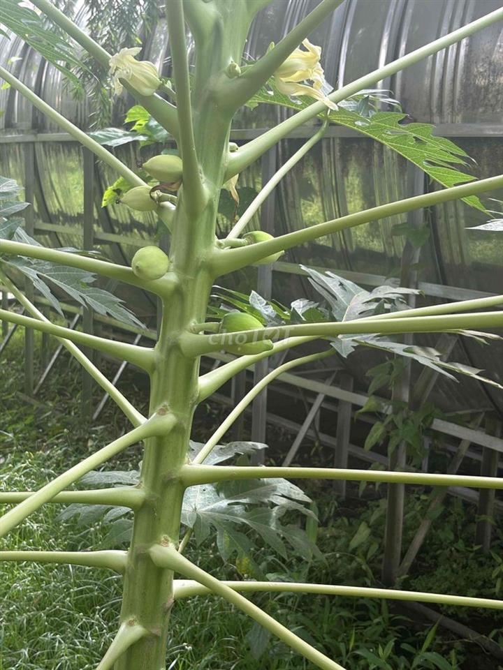 Cho thuê phòng trọ cao cấp