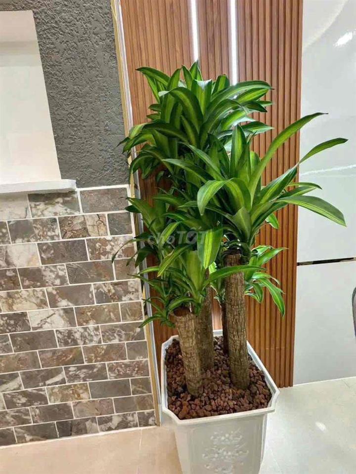 NHÀ MỚI ĐẸP TẶNG NỘI THẤT SANG XỊN