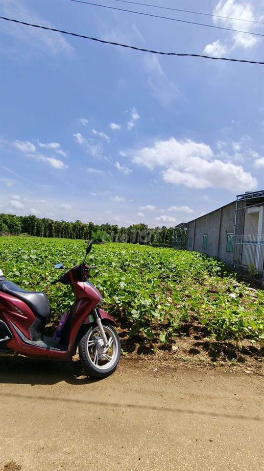Chính chủ bán 1001m2 đất Full hồng, mặt tiền bê tông Xuân Đông. hh 2%