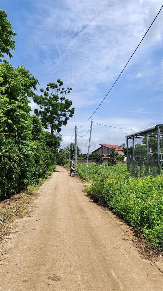Chính chủ bán 1001m2 đất Full hồng, mặt tiền bê tông Xuân Đông. hh 2%
