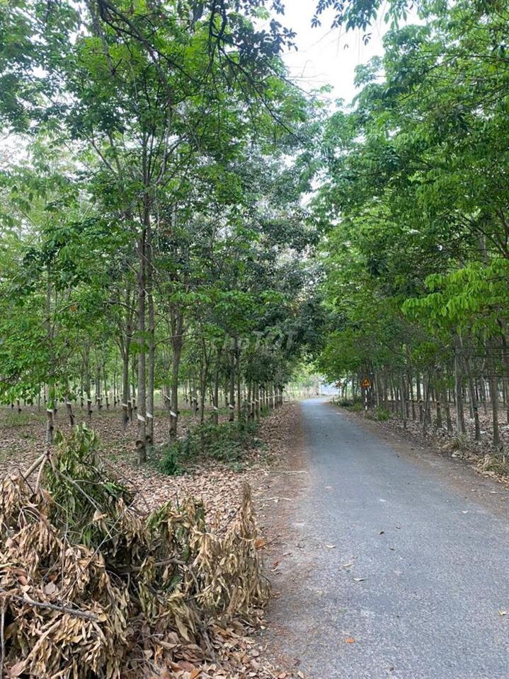 cần bán 120 mét ngang đất mặt tiền đường nhựa