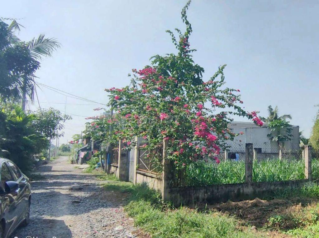 1/ Nguyễn Thị Dưỡng (lô Gốc) giá Ngân Hàng