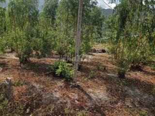 Bán đất 2665m² ngang 42,5m giá 17 tỷ Phường Tân Hải, 800m thổ cư
