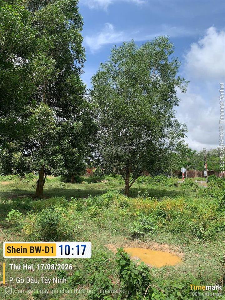 Cần bán Đất Gò Dầu- Tây Ninh 183,8m2
