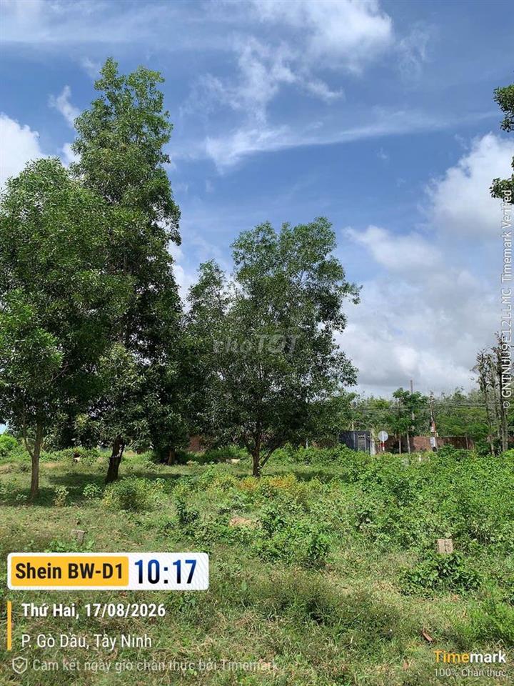 Cần bán Đất Gò Dầu- Tây Ninh 183,8m2