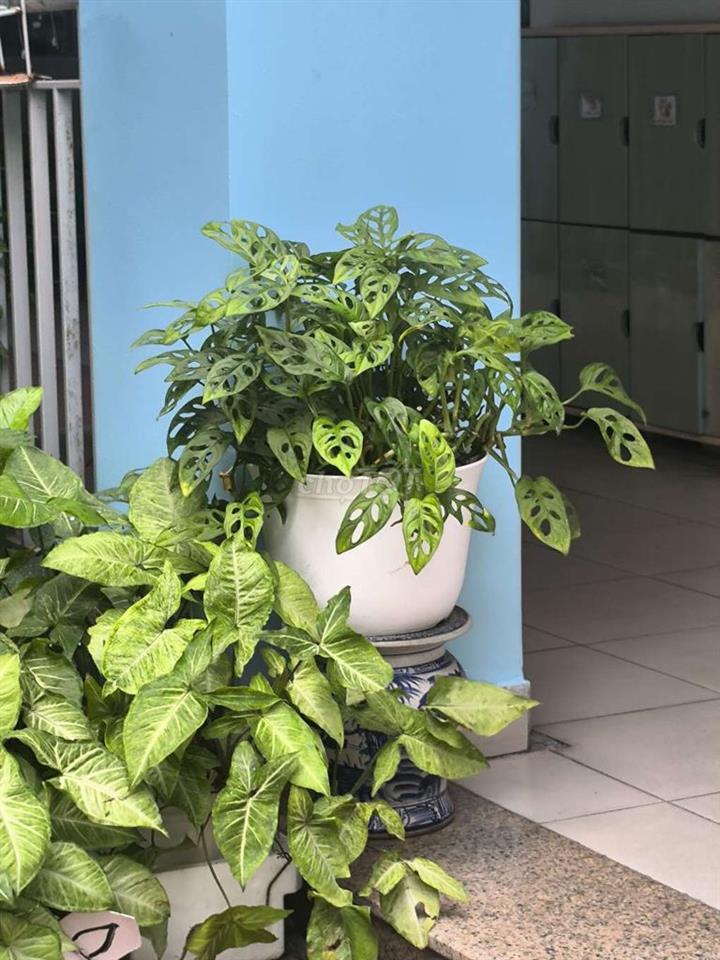 BÁN NHÀ CHÍNH CHỦ NGUYỄN THƯỢNG HIỀN 