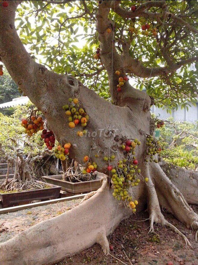 Nhà cổ giá sinh viên