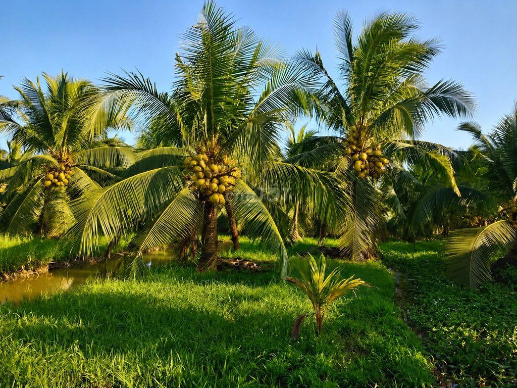 9200m2 Vườn Dừa Tơ