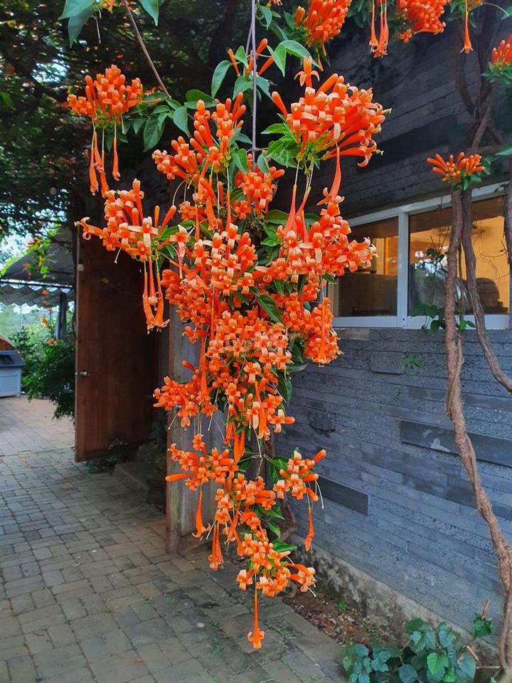 Cho thuê kinh doanh Homestay