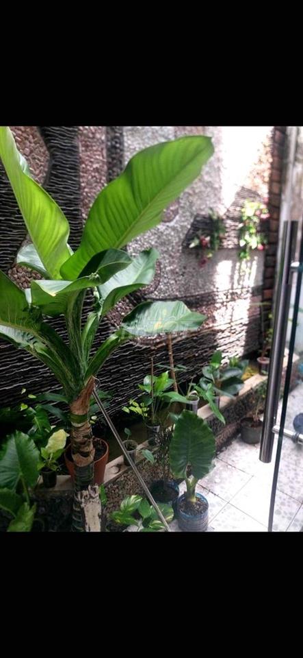 phòng 40m2 đường 25 phạm văn đồng