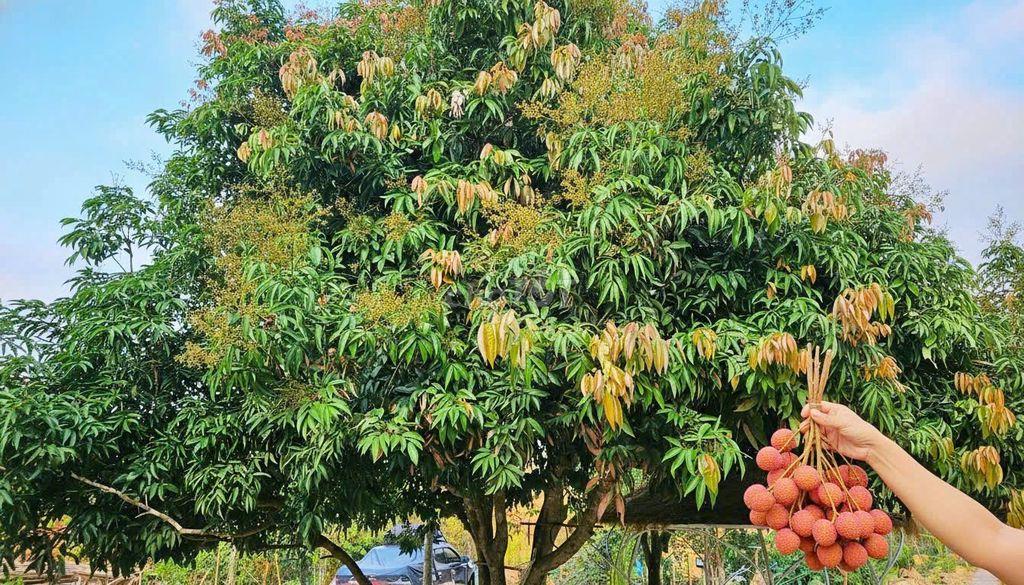 Cho thuê nhà sàn sinh thái kinh doanh