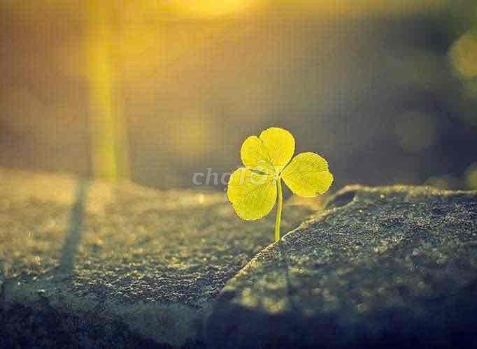 CHÍNH CHỦ CẦN BÁN ĐẤT SÁT BIỂN MÂN THÁI, SƠN TRÀ