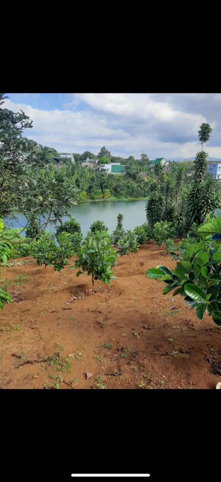 Đất lộc an làm view trồng cây cà phê có nguồn thu hằng năm