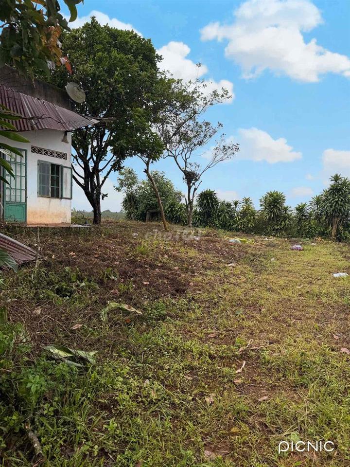 Bán đất cà phê con nhà cấp 4