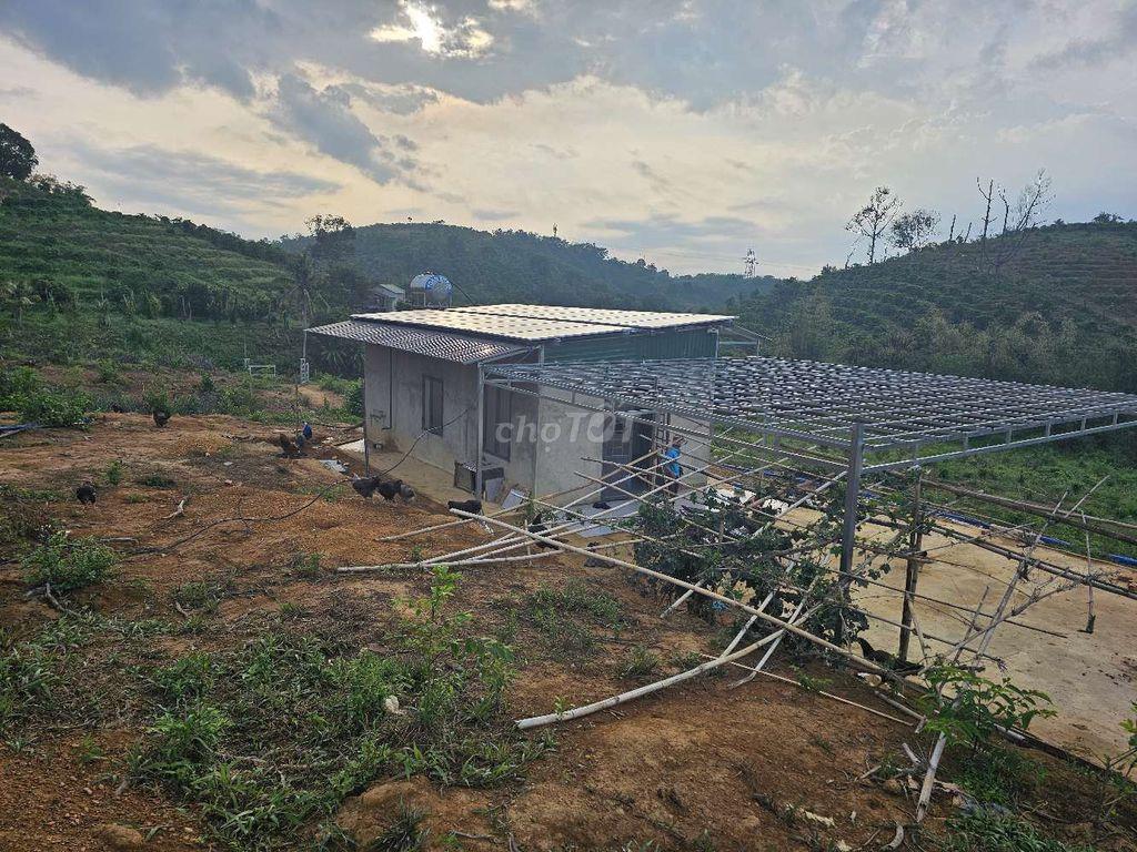 Cho Thuê Rẫy Ở Lâu Dài Trúc Sơn cư jut 