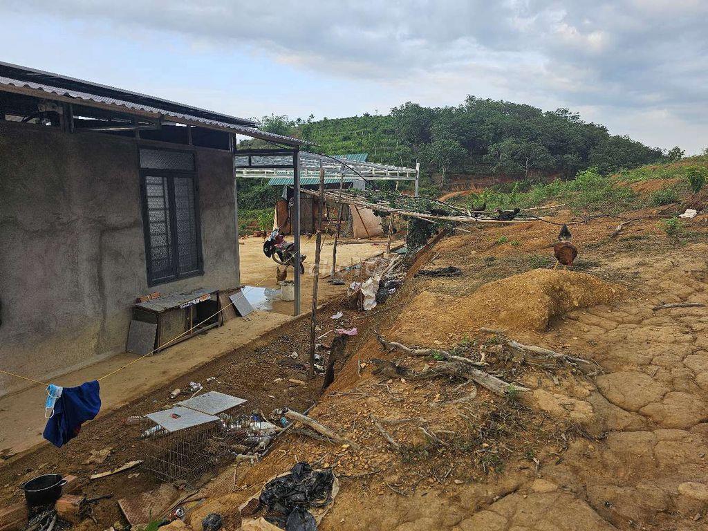 Cho Thuê Rẫy Ở Lâu Dài Trúc Sơn cư jut 