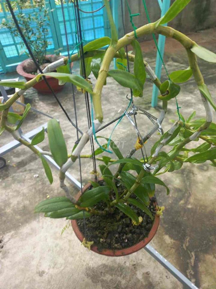nhà vườn khu nghỉ dưỡng
