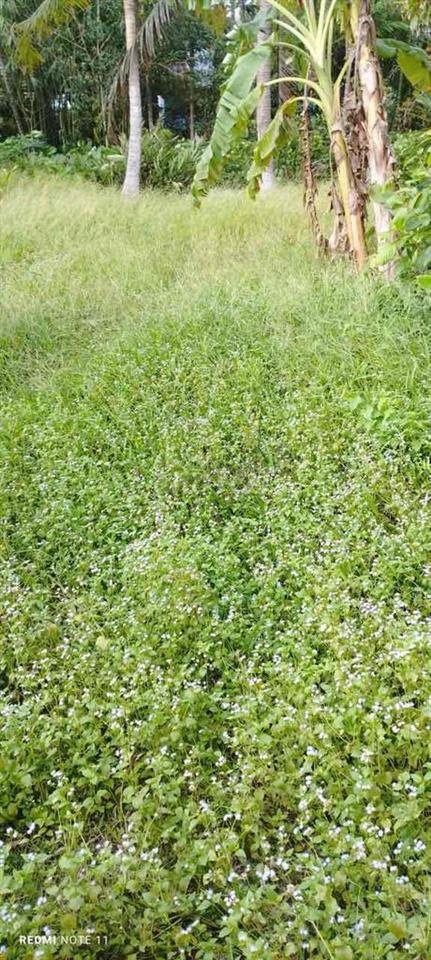 bán nền nhà gần chợ cái chanh