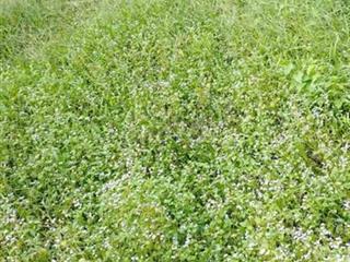 bán nền nhà gần chợ cái chanh