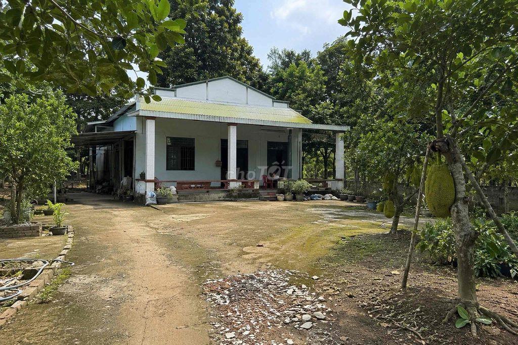 🌸Bán gấp nhà vườn mít 800m2 thổ cư