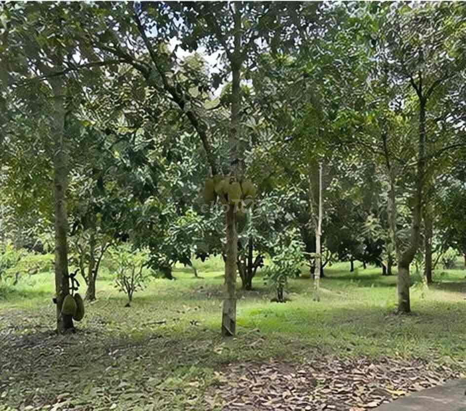 🌸Bán gấp nhà vườn mít 800m2 thổ cư