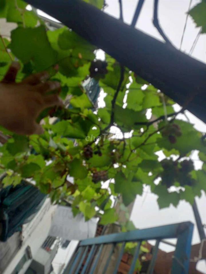 Tôi cần bán nhà sân vườn 128,8m 2 MT hẽm