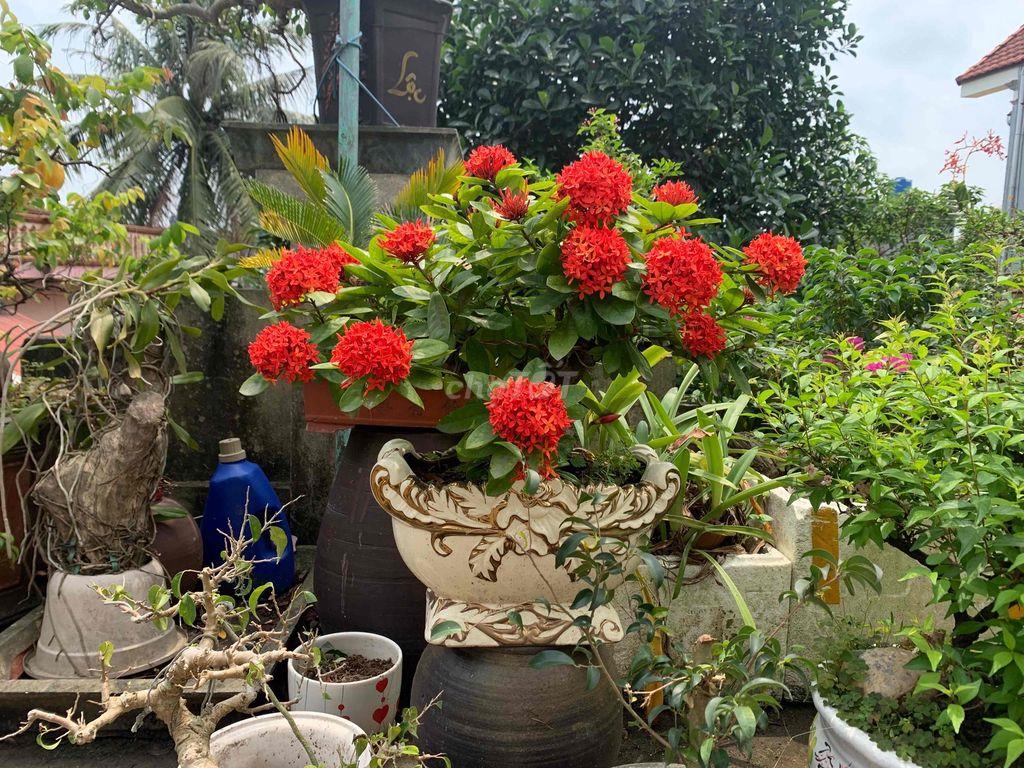 Bán đất có sổ