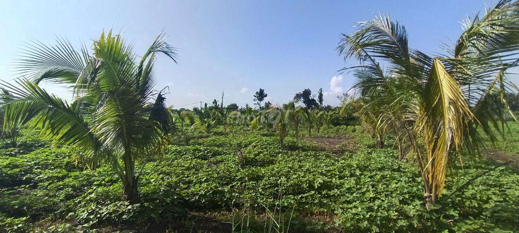 Đất sào 20m mặt tiền bê tông
