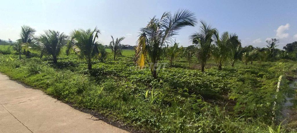 Đất sào 20m mặt tiền bê tông
