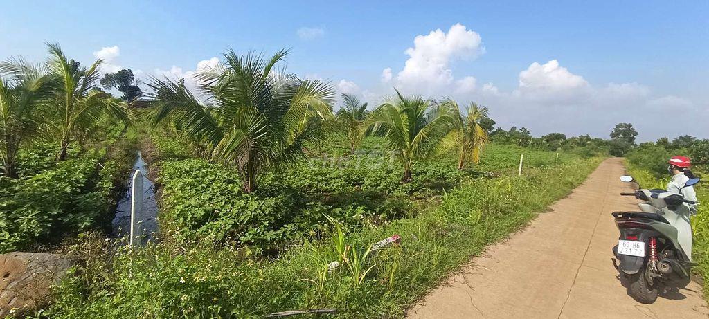 Đất sào 20m mặt tiền bê tông