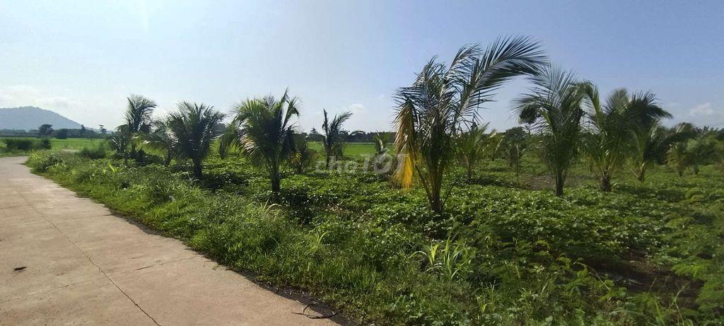 Đất sào 20m mặt tiền bê tông