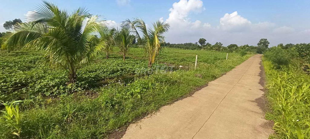 Đất sào 20m mặt tiền bê tông
