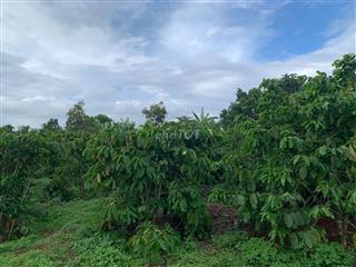 BÁN ĐẤT 13.824m² EA DRĂNG – ĐƯỜNG TRÁNH BUÔN HỒ-92