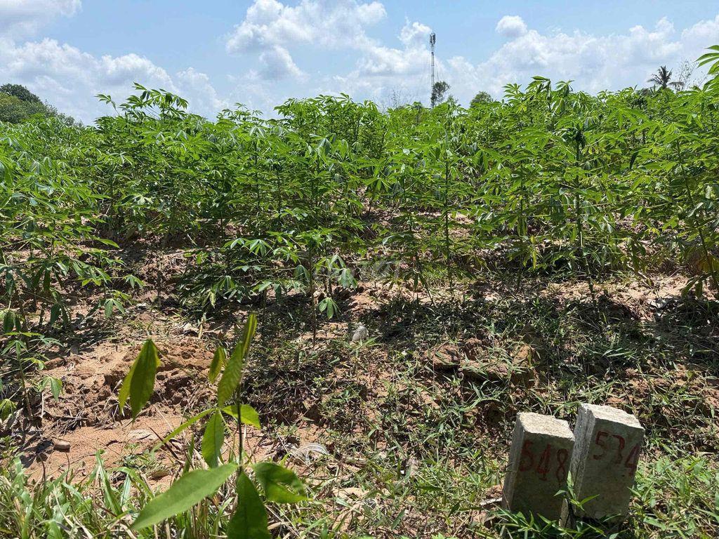 Đất thổ MT đường nhựa gần chợ Bến Sỏi, Tây Ninh