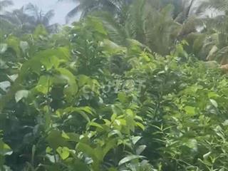🌿 ĐẤT VƯỜN GẦN 7 CÔNG – GIÁ CHỈ 2,7 TỶ 🌿