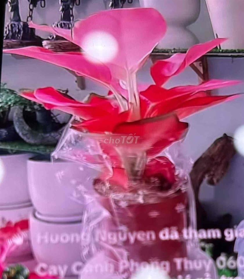 nhà 2 mặt tiền cho thuê tầng trệt kinh doanh có chỗ ở lại