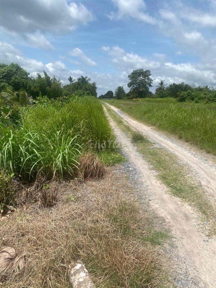 Đất trong mit đang thu hoac san luong dieu dieu