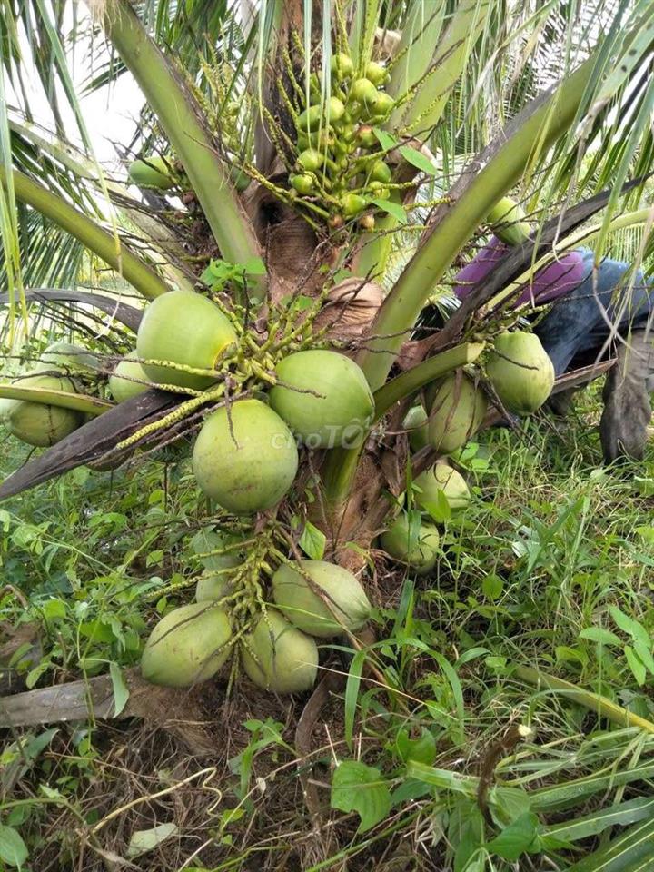 đất vườn dừa