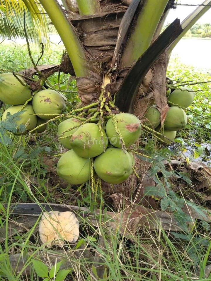đất vườn dừa