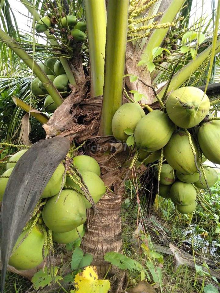 đất vườn dừa
