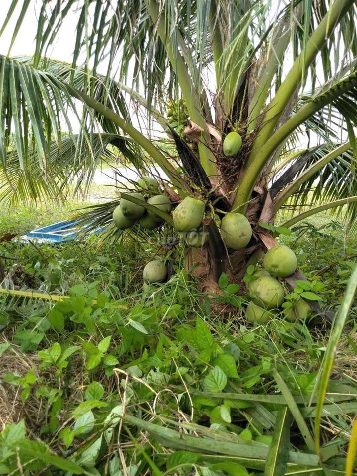 đất vườn dừa