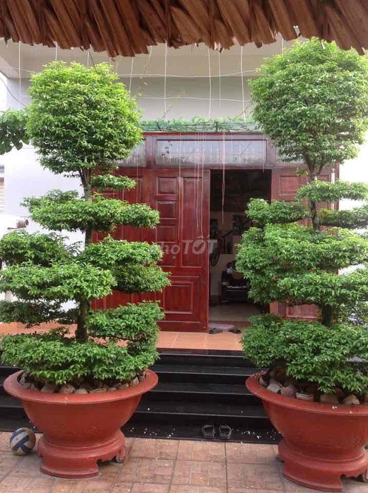 Nhà biệt thự