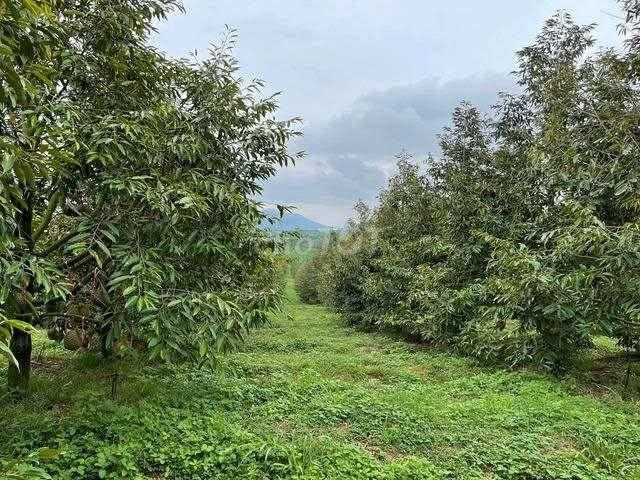 Đất vườn sầu riêng