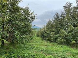 Đất vườn sầu riêng