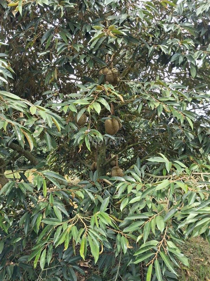 Đất vườn sầu riêng